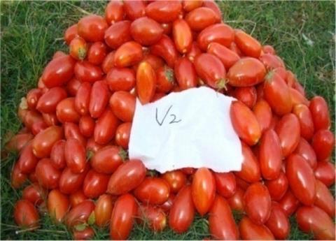 Tomato