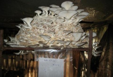 Mushroom cultivation