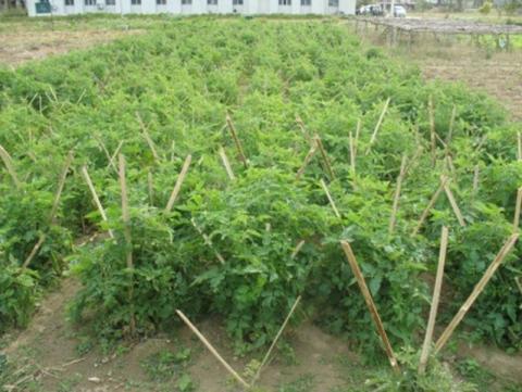 Tomato plant