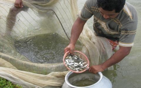FLD Composite fish farming system